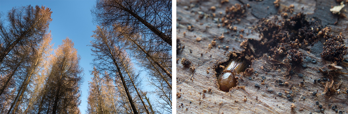 foret_mollkirch_n1.png