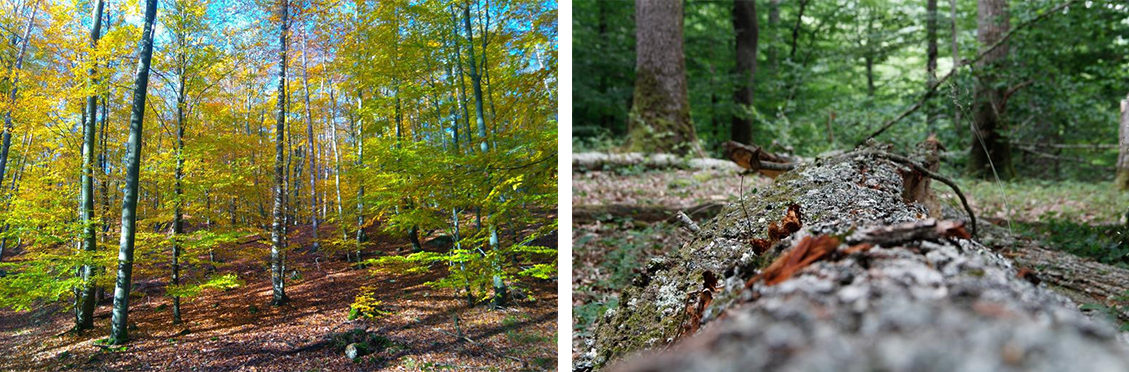 foret_mollkirch_n2.png
